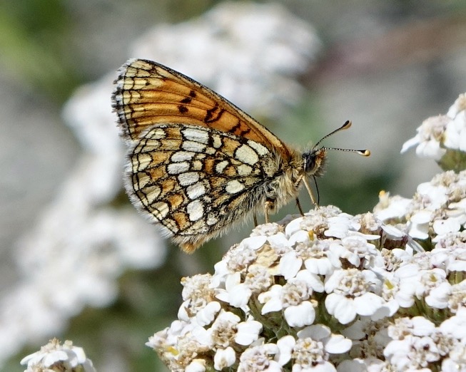 Grison's fritillary